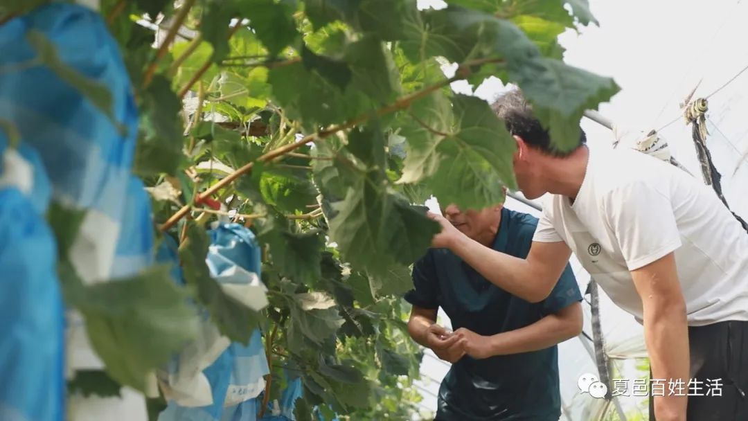 致富种植葡萄特色是什么_致富种植葡萄特色介绍_特色葡萄种植致富