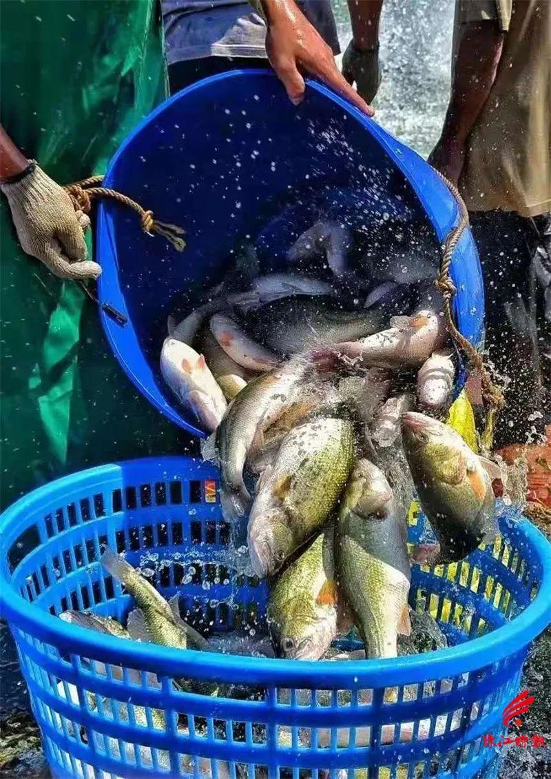 致富经加州鲈鱼_加州鲈鱼成品鱼价格_加州鲈鱼前景如何
