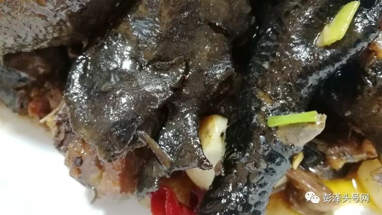 致富养殖麂子怎么养_麂子养殖前景_养殖麂子致富