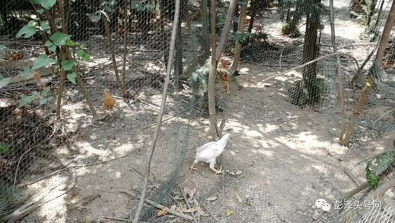 养殖麂子致富_致富养殖麂子怎么养_麂子养殖前景