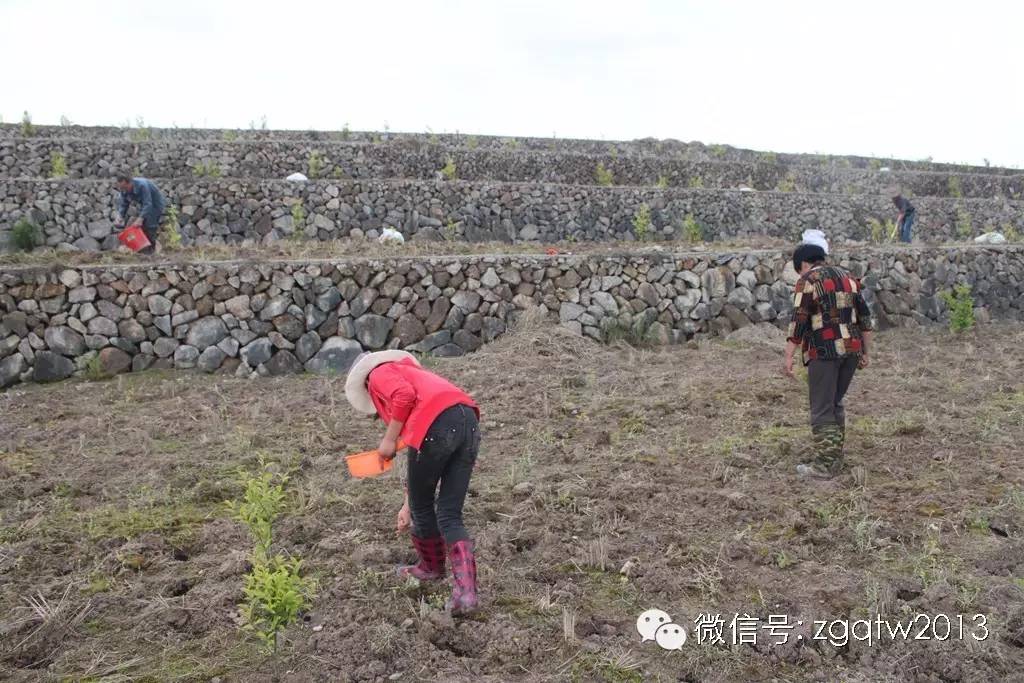 致富经刀豆_致富经刀鱼_致富经豆芽