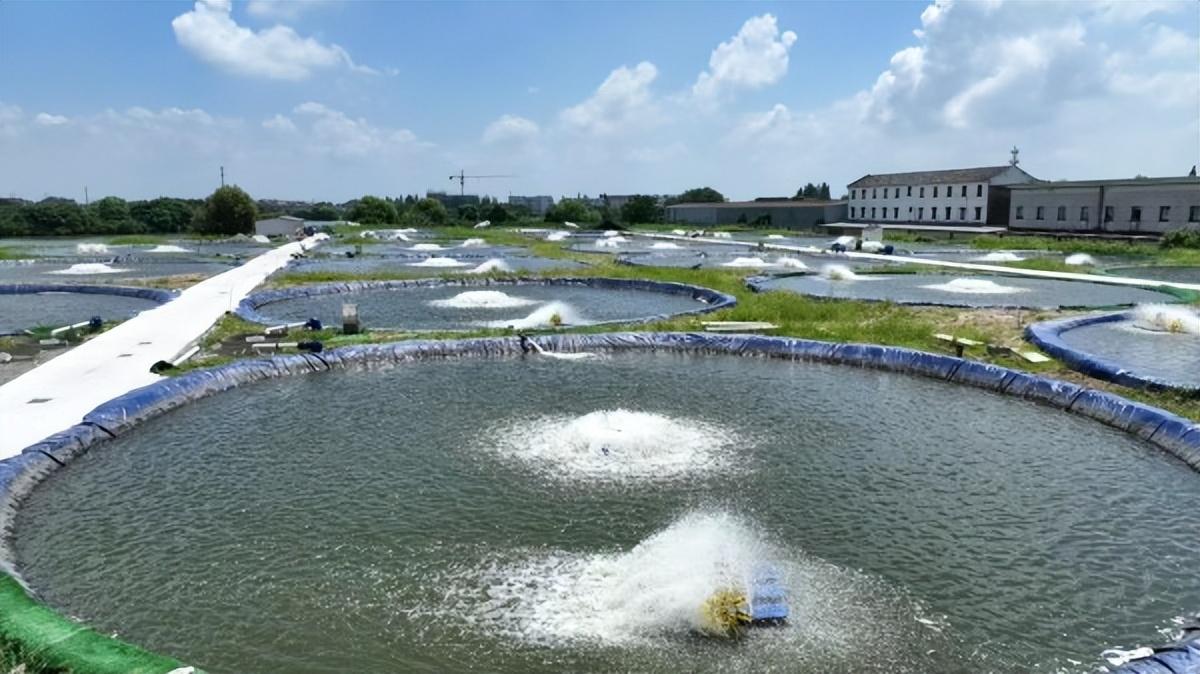养鱼先养水！南浔和孚镇无抗稻基桶鱼项目投产