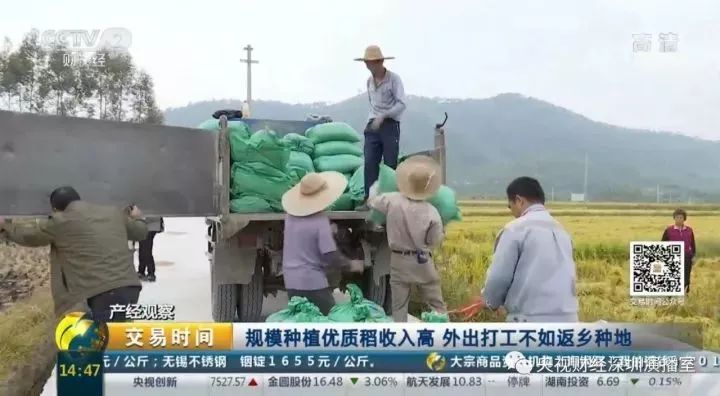 贫困户种植水稻补贴_高清利用水稻种植脱贫致富_水稻扶贫
