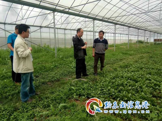 黔东南90后种植致富_黔东南农业致富好项目_黔南种植什么赚钱