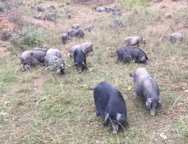 致富养殖猪栏项目简介_猪栏养殖致富项目_致富养殖猪栏项目名称