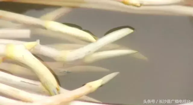 种植莲蓬收入怎么样_致富种植莲蓬视频_致富经种植莲蓬