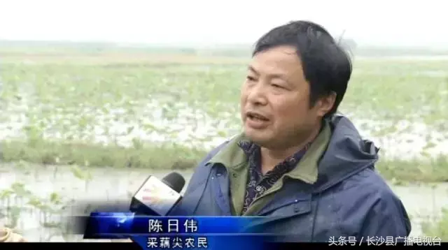 致富种植莲蓬视频_种植莲蓬收入怎么样_致富经种植莲蓬