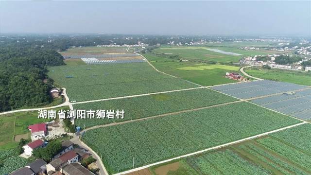 致富种植莲蓬图片_致富种植莲蓬视频_致富经种植莲蓬