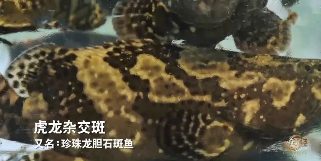 致富经龙胆石斑鱼养殖_龙胆石斑鱼养殖条件_龙胆石斑鱼人工养殖