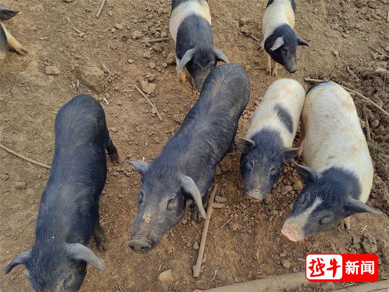 致富经一头猪卖上万_致富经猪_卖猪富豪