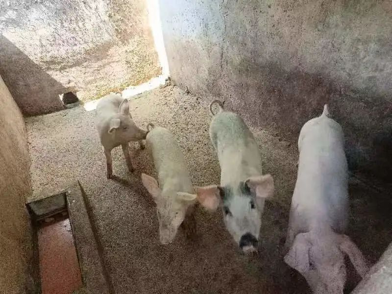 致富养殖项目_养殖产业增收致富路_农民致富养殖业
