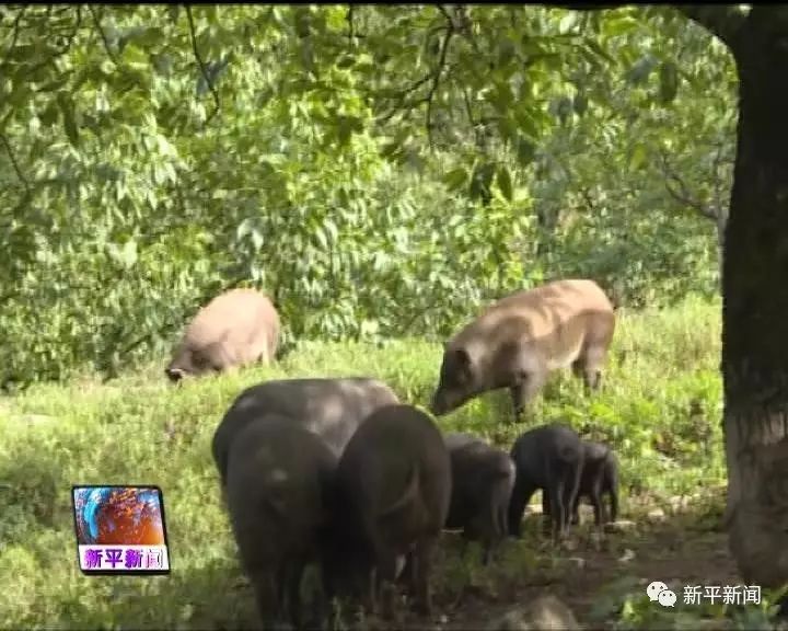 养殖牛羊增收致富_农村养殖业致富项目牛_致富养牛创业视频