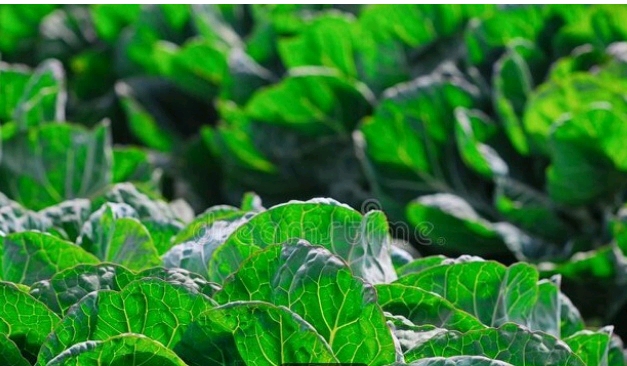 白萝卜种植除草技术_萝卜除草剂苗专用_萝卜专用除草剂使用方法
