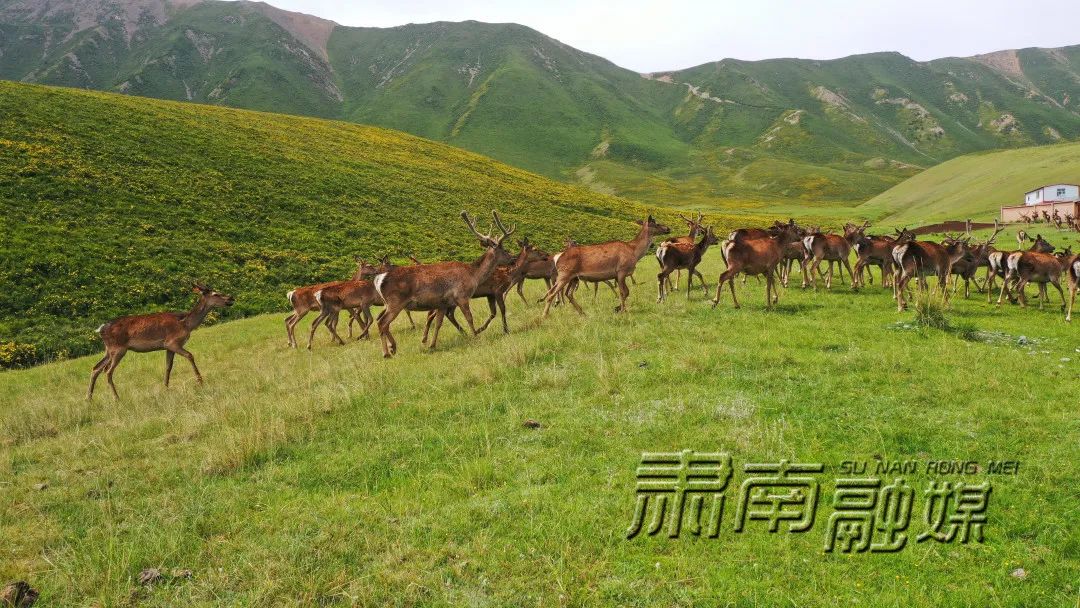 养殖业致富项目_养殖致富之路_养殖产业增收致富路