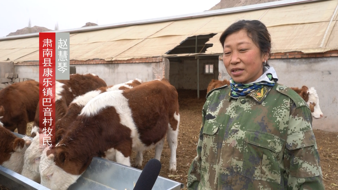 养殖牛羊增收致富_[每日农经]养牛致富办法多_致富养牛创业视频