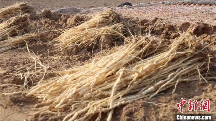 “千年药乡”甘肃陇西：“地道”种植保道地品质