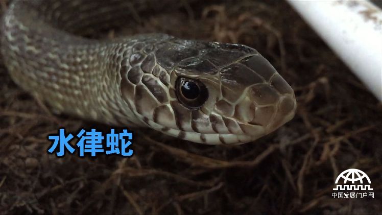 儋州致富经_海南儋州扶贫政策是什么_海南儋州诈骗村富豪村