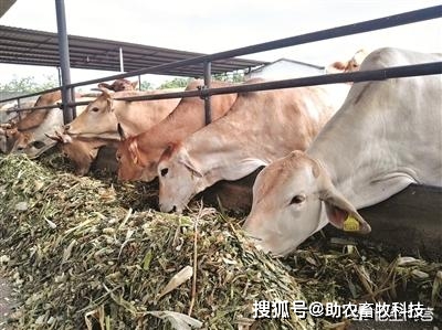 种植1亩地的牧草可以养多少头牛羊？