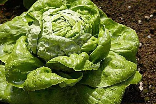 一文了解莴苣的生长周期、种植管理方案、用药管理，种植小白福利