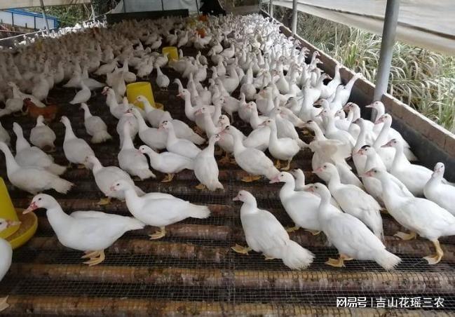 番鸭无水面生态养殖技术要点探究