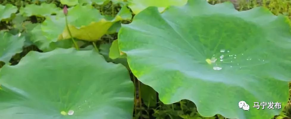 致富种植莲蓬视频_种植莲蓬致富吗_致富种植莲蓬怎么样