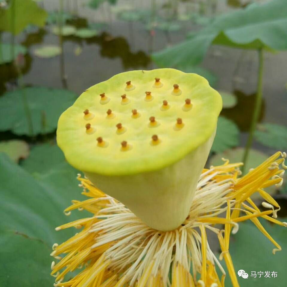 致富种植莲蓬怎么样_致富种植莲蓬视频_种植莲蓬致富吗
