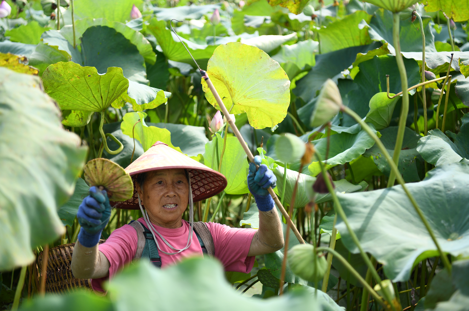 致富种植莲蓬视频_种莲蓬赚钱吗_种植莲蓬致富吗