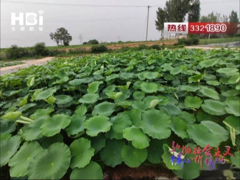 种植山莲藕致富_莲藕种植效益_莲藕种植一亩投资及效益施俊山