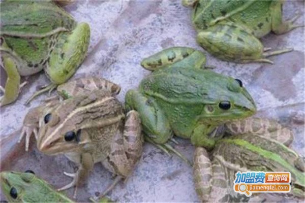 蛙食界青蛙养殖加盟_加盟蛙食界青蛙养殖，一年能赚很多！