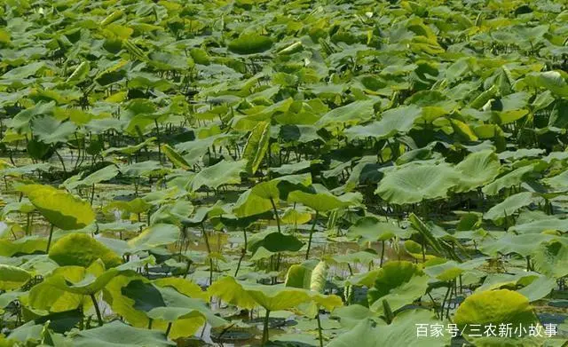 莲藕种植园_种植山莲藕致富_莲藕种植赚钱吗