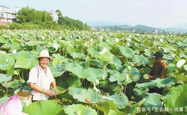 种植山莲藕致富_莲藕种植赚钱吗_莲藕种植园