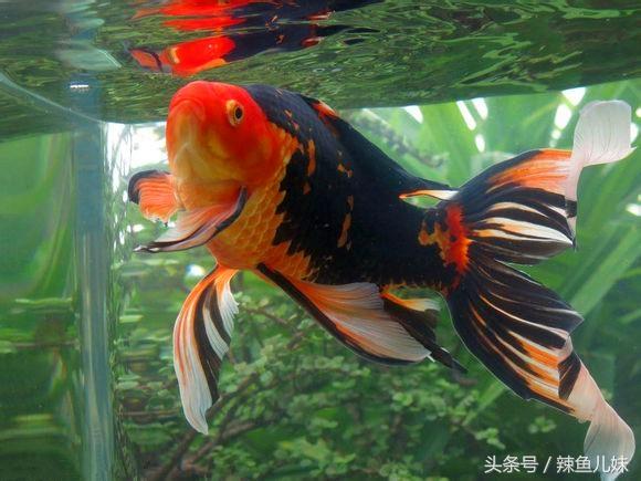 配方养殖油技术用途有哪些_在养殖中添加油脂的应用效果_养殖用油技术配方