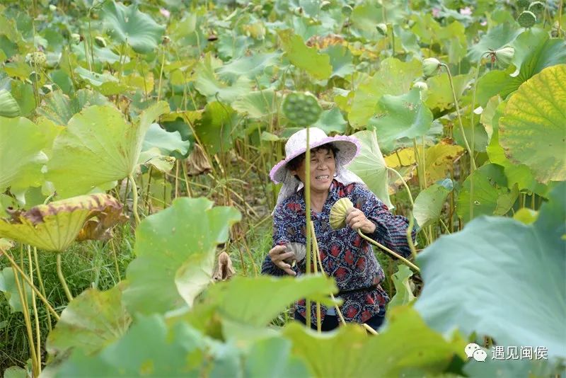 种植莲蓬致富吗_种植莲蓬收入怎么样_致富种植莲蓬图片