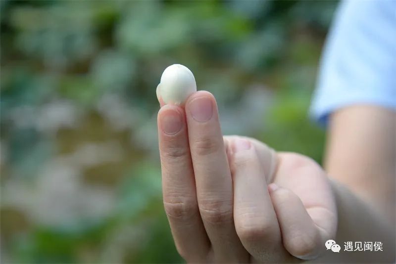 种植莲蓬致富吗_种植莲蓬收入怎么样_致富种植莲蓬图片