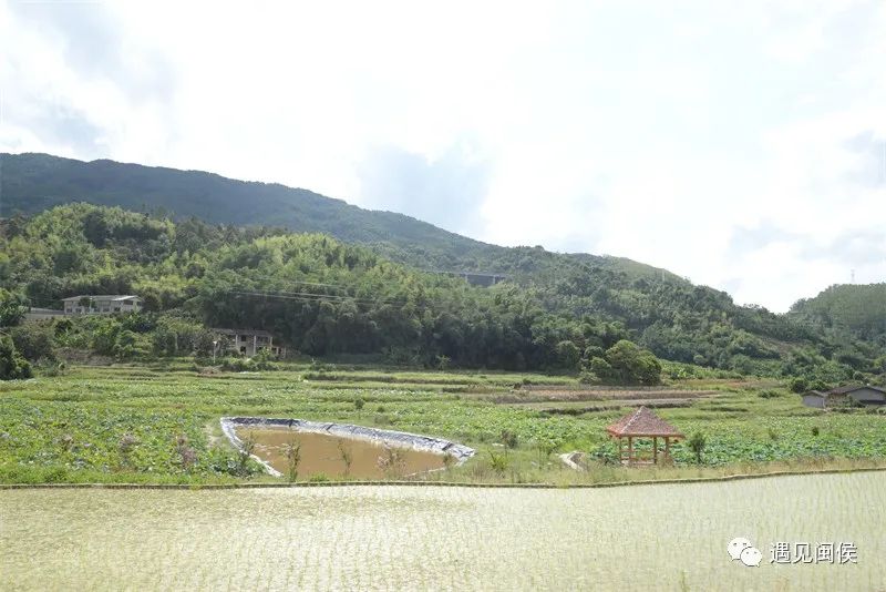 种植莲蓬收入怎么样_种植莲蓬致富吗_致富种植莲蓬图片