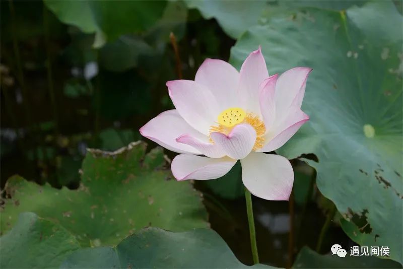 致富种植莲蓬图片_种植莲蓬致富吗_种植莲蓬收入怎么样