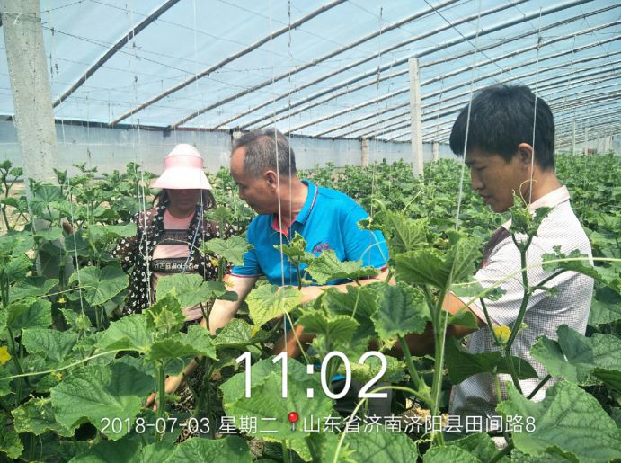 番茄越冬再生种植技术_再生番茄越冬种植技术要点_番茄再生栽培技术