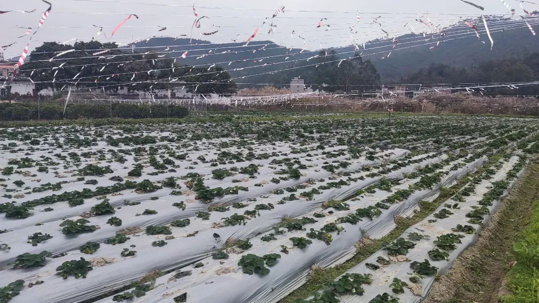 致富小果园种植_致富果树_致富种植视频全集