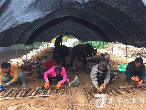 李忠才的天麻致富路