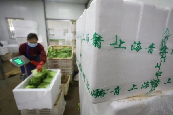 灯盏花种植致富_灯盏花种植技术视频及方法_致富种植花灯盏图片