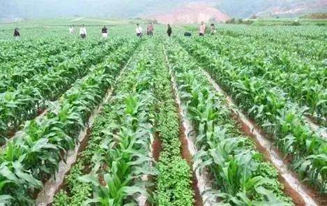 番茄越冬再生种植技术_再生番茄越冬种植技术视频_番茄再生栽培技术