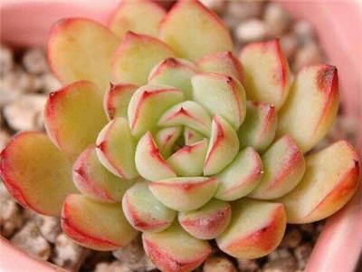 养殖种植技术问题_养殖种植技术软件_养殖种植的技术