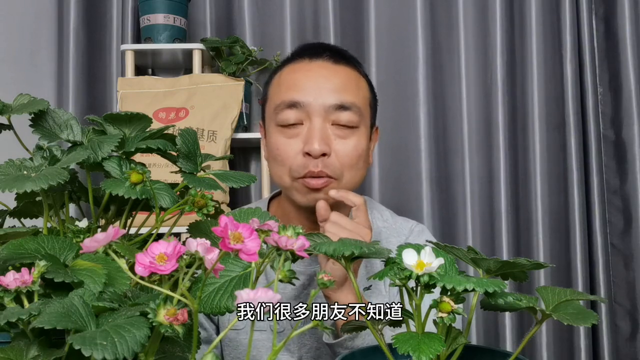 把草莓种死的“第二大”诱因。施肥多就长的壮吗？#阳台种植