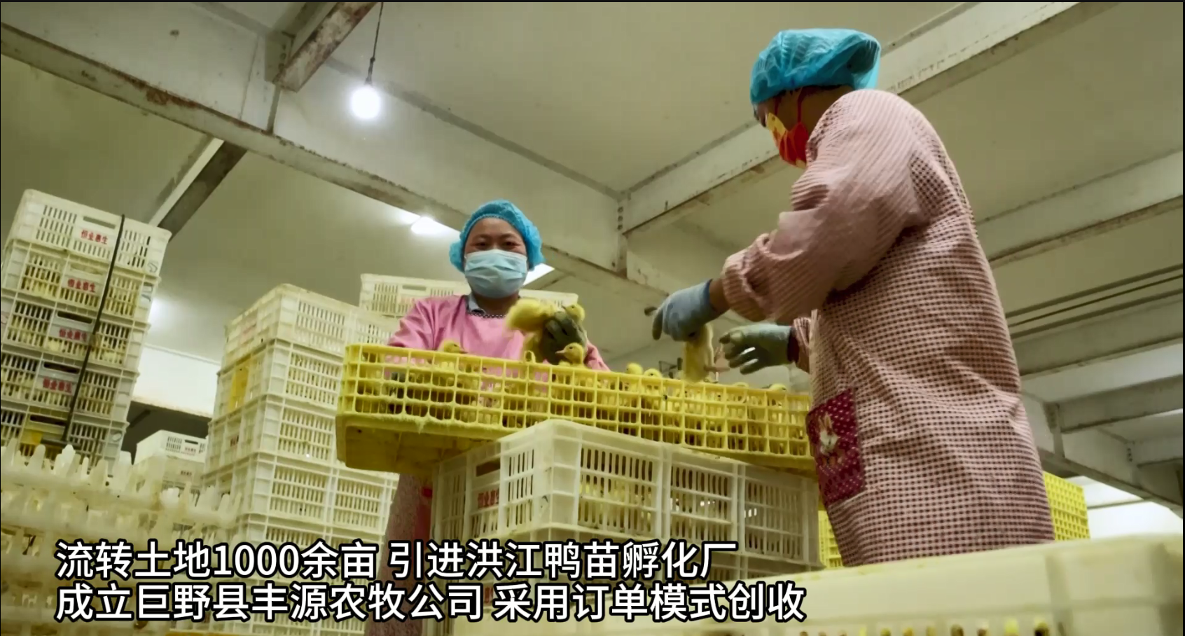 养鸭致富经视频_致富经鸭子养殖视频_养殖鸭苗致富人