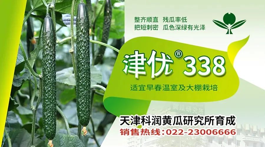 农民的智慧是无穷的！“夹板芹菜”又白又嫩，您吃过吗？