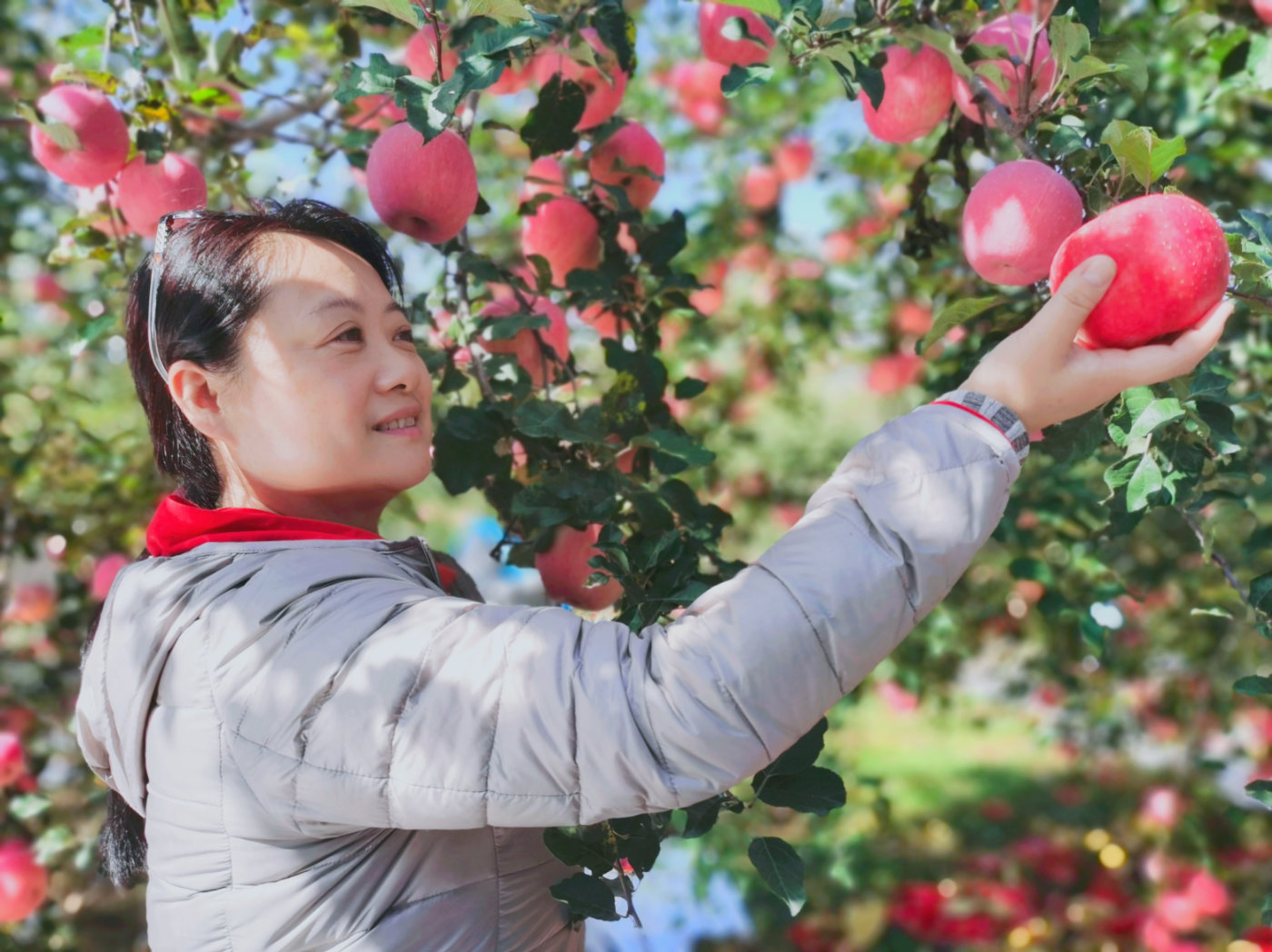 致富经 苹果_致富经苹果新品种视频_致富故事会苹果