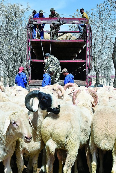 吉林省养兔基地_吉林省养殖肉兔致富新闻_吉林省兔子养殖基地