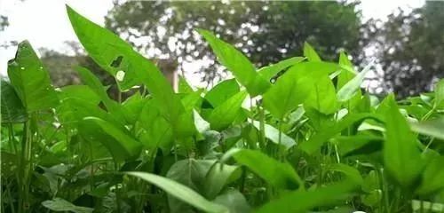 芹菜种植视频教程_水芹菜种植技术视频_芹菜种水里怎么种