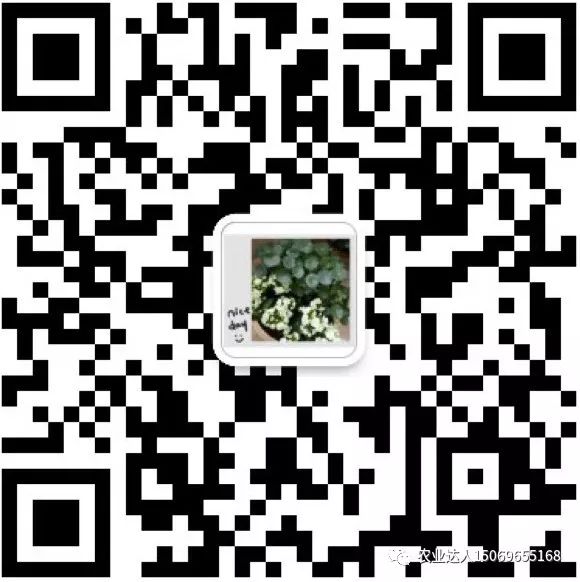芹菜种植视频教程_水芹菜种植技术视频_芹菜种水里怎么种