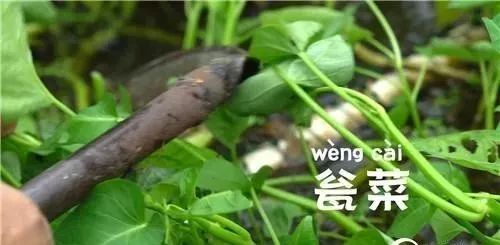 水芹菜种植技术视频_芹菜种植视频教程_芹菜种水里怎么种